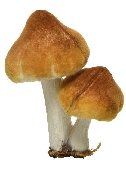 Δύο μανιτάρια, το ένα πιο ψηλό από το άλλο, σε γήινο κίτρινο-καφέ χρώμα και ψεύτικο χώμα και φύλλα ως βάση.