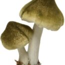 Δύο μανιτάρια, το ένα πιο ψηλό από το άλλο, σε γήινο πράσινο-καφέ χρώμα και ψεύτικο χώμα και φύλλα ως βάση.