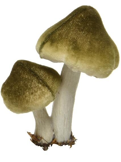 Δύο μανιτάρια, το ένα πιο ψηλό από το άλλο, σε γήινο πράσινο-καφέ χρώμα και ψεύτικο χώμα και φύλλα ως βάση.