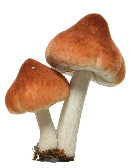 Δύο μανιτάρια, το ένα πιο ψηλό από το άλλο, σε γήινο πορτοκαλί-καφέ χρώμα και ψεύτικο χώμα και φύλλα ως βάση.